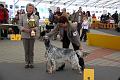BEST IN SHOW